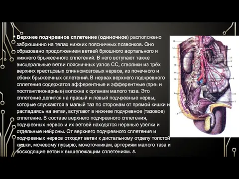 Верхнее подчревное сплетение (одиночное) расположено забрюшинно на телах нижних поясничных позвонков.