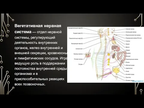 Вегетативная нервная система — отдел нервной системы, регулирующий деятельность внутренних органов,