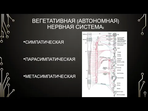 ВЕГЕТАТИВНАЯ (АВТОНОМНАЯ) НЕРВНАЯ СИСТЕМА: СИМПАТИЧЕСКАЯ ПАРАСИМПАТИЧЕСКАЯ МЕТАСИМПАТИЧЕСКАЯ