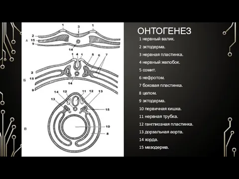 ОНТОГЕНЕЗ 1 нервный валик. 2 эктодерма. 3 нервная пластинка. 4 нервный