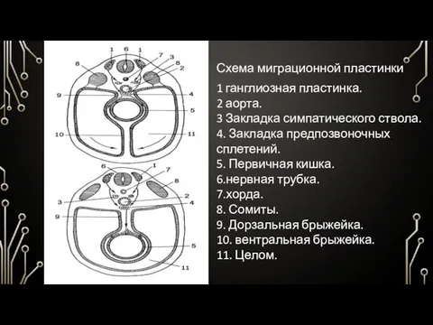 Схема миграционной пластинки 1 ганглиозная пластинка. 2 аорта. 3 Закладка симпатического