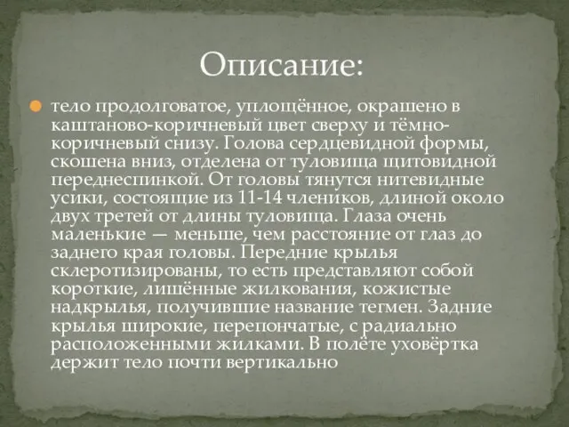 тело продолговатое, уплощённое, окрашено в каштаново-коричневый цвет сверху и тёмно-коричневый снизу.