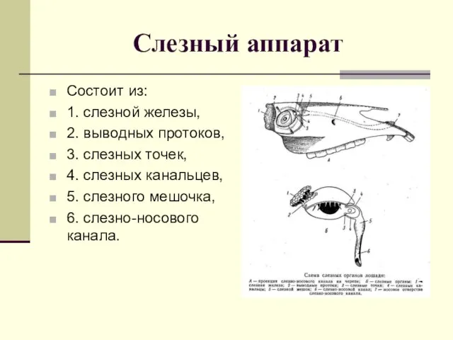 Слезный аппарат Состоит из: 1. слезной железы, 2. выводных протоков, 3.