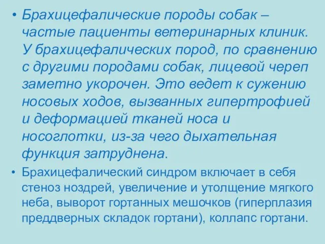 Брахицефалические породы собак – частые пациенты ветеринарных клиник. У брахицефалических пород,