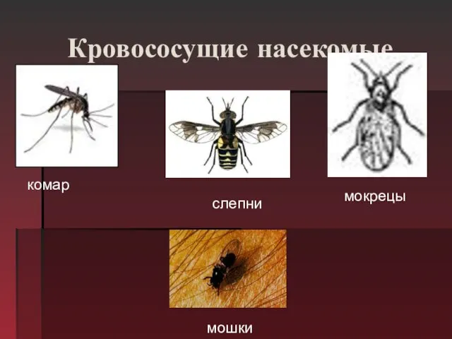 Кровососущие насекомые комар мокрецы слепни мошки