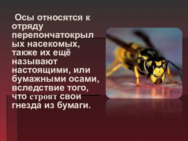 Осы относятся к отряду перепончатокрылых насекомых, также их ещё называют настоящими,