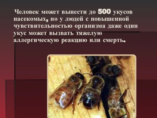 Человек может вынести до 500 укусов насекомых, но у людей с