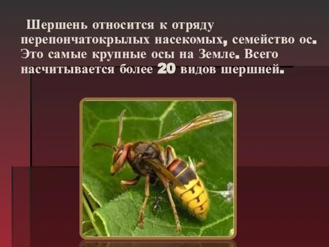 Шершень относится к отряду перепончатокрылых насекомых, семейство ос. Это самые крупные