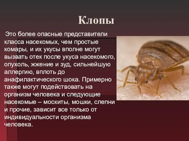 Клопы Это более опасные представители класса насекомых, чем простые комары, и