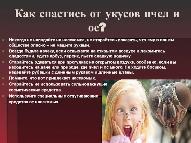 Как спастись от укусов пчел и ос? Никогда не нападайте на