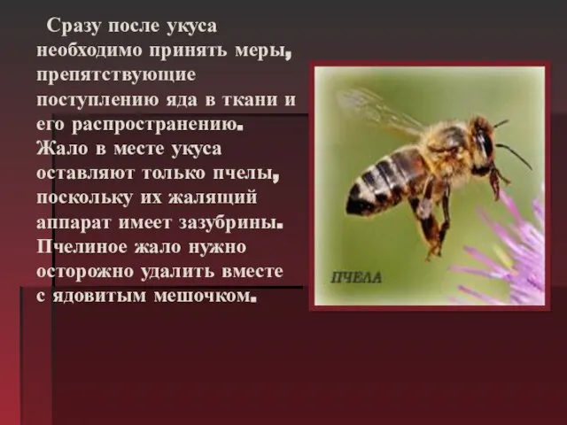 Сразу после укуса необходимо принять меры, препятствующие поступлению яда в ткани