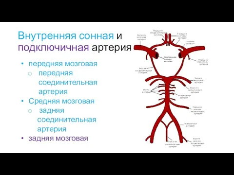 Внутренняя сонная и подключичная артерия передняя мозговая передняя соединительная артерия Средняя