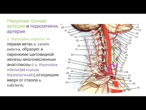 Наружная сонная артерия и подключична артерия a. thyreoidea superior — первая