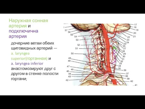 Наружная сонная артерия и подключична артерия дочерние ветви обеих щитовидных артерий