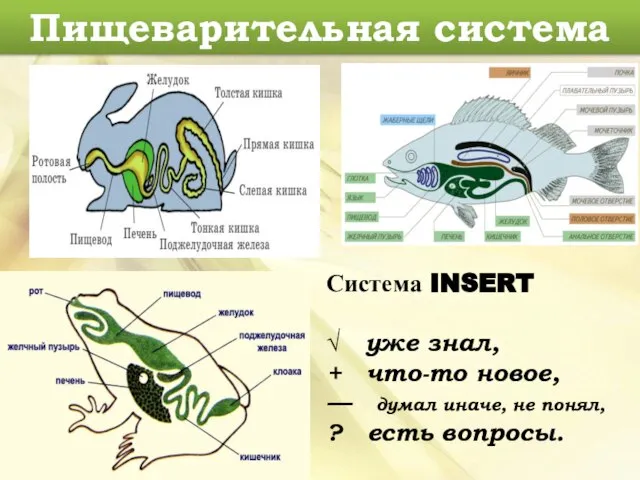 Пищеварительная система Система INSERT √ уже знал, + что-то новое, —