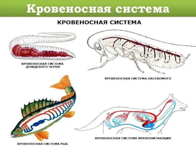 Кровеносная система