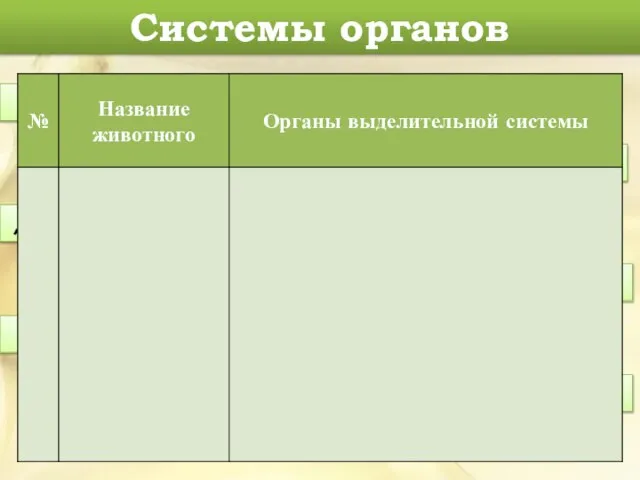 Системы органов Кровеносная система Пищеварительная система Дыхательная система Половая система Выделительная система Нервная система