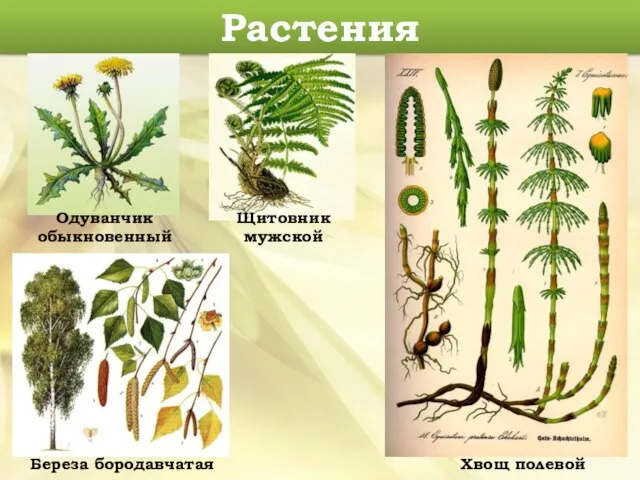 Растения Щитовник мужской Одуванчик обыкновенный Береза бородавчатая Хвощ полевой