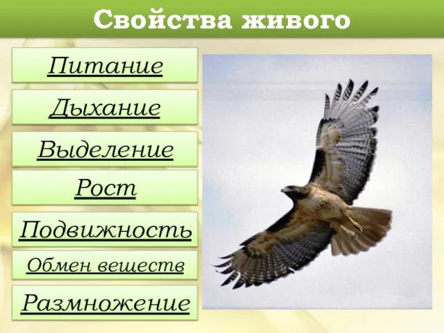 Свойства живого Питание Дыхание Выделение Рост Подвижность Обмен веществ Размножение