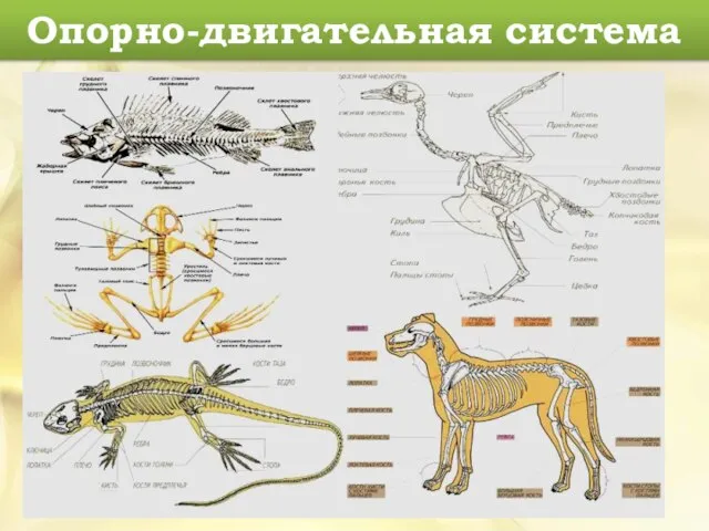 Опорно-двигательная система