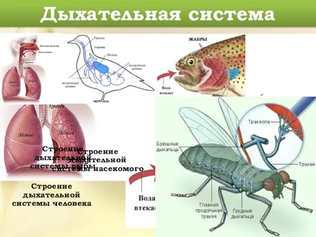 Дыхательная система Строение дыхательной системы человека Строение дыхательной системы птиц Строение