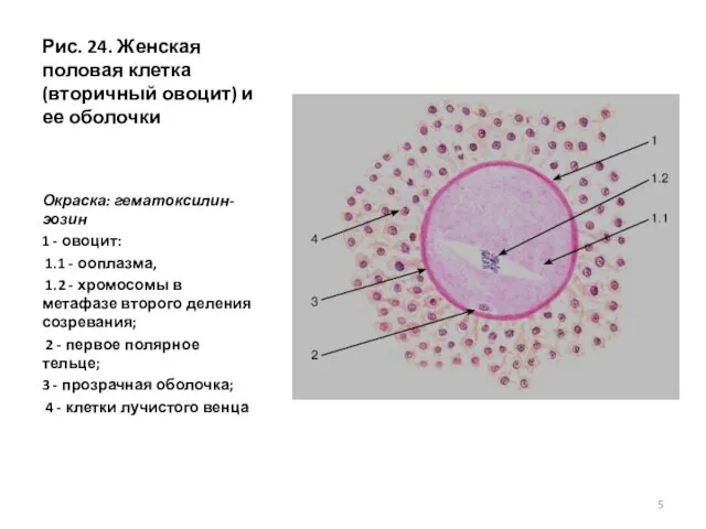 Рис. 24. Женская половая клетка (вторичный овоцит) и ее оболочки Окраска: