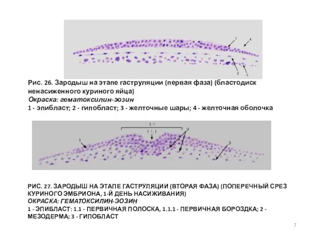 РИС. 27. ЗАРОДЫШ НА ЭТАПЕ ГАСТРУЛЯЦИИ (ВТОРАЯ ФАЗА) (ПОПЕРЕЧНЫЙ СРЕЗ КУРИНОГО