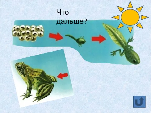 Что дальше? ?