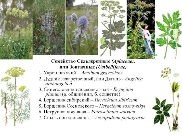 Семейство Сельдерейные (Apiaceae), или Зонтичные (Umbelliferae) 1. Укроп пахучий – Anethum