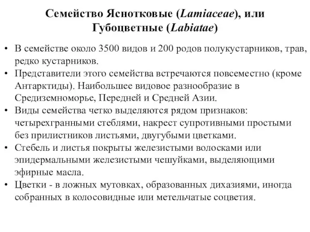 Семейство Яснотковые (Lamiaceae), или Губоцветные (Labiatae) В семействе около 3500 видов