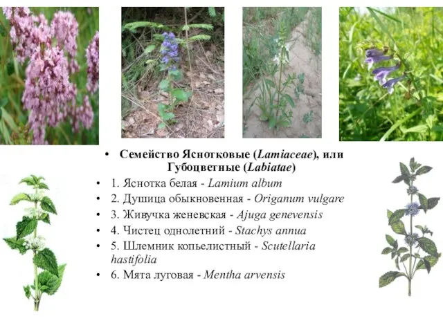 Семейство Яснотковые (Lamiaceae), или Губоцветные (Labiatae) 1. Яснотка белая - Lamium