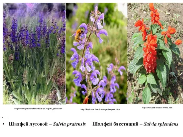 . Шалфей луговой – Salvia pratensis Шалфей блестящий – Salvia splendens http://www.pavlovsksun1.narod.ru/pav_prid1.htm http://isaisons.free.fr/sauge despres.htm http://www.zelenhoz.com/n/f5.htm