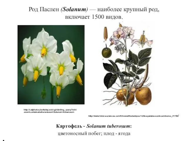 Картофель - Solanum tuberosum: цветоносный побег; плод - ягода Род Паслен