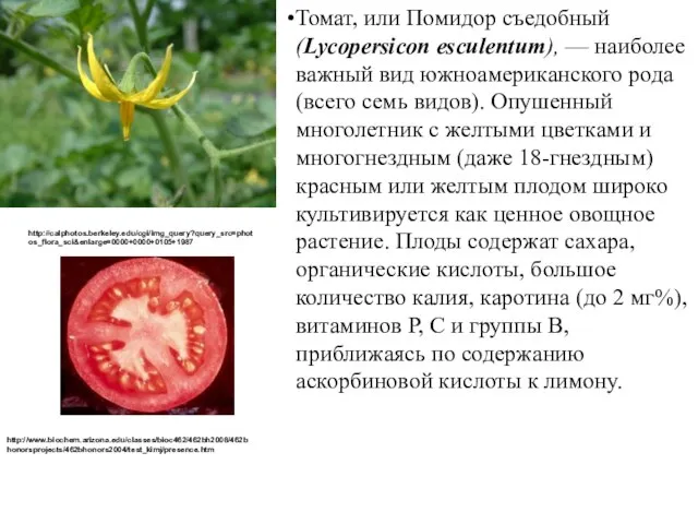 Томат, или Помидор съедобный (Lycopersicon esculentum), — наиболее важный вид южноамериканского