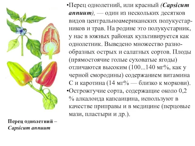 Перец однолетний, или красный (Capsicum annuum), — один из нескольких десятков