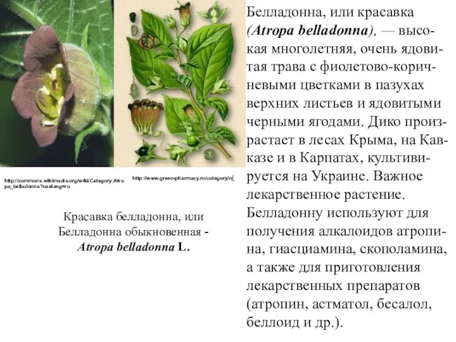 Белладонна, или красавка (Atropa belladonna), — высо-кая многолетняя, очень ядови-тая трава