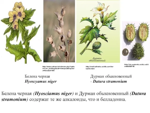 Белена черная (Hyosciamus niger) и Дурман обыкновенный (Datura stramonium) содержат те