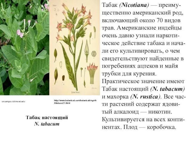 Табак (Nicotiana) — преиму-щественно американский род, включающий около 70 видов трав.