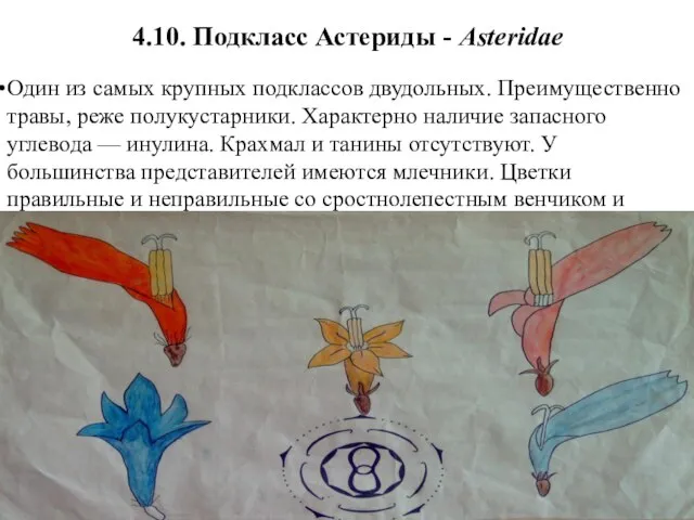 4.10. Подкласс Астериды - Asteridae Один из самых крупных подклассов двудольных.