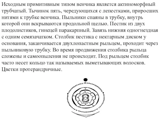 Исходным примитивным типом венчика является актиноморфный трубчатый. Тычинок пять, чередующихся с