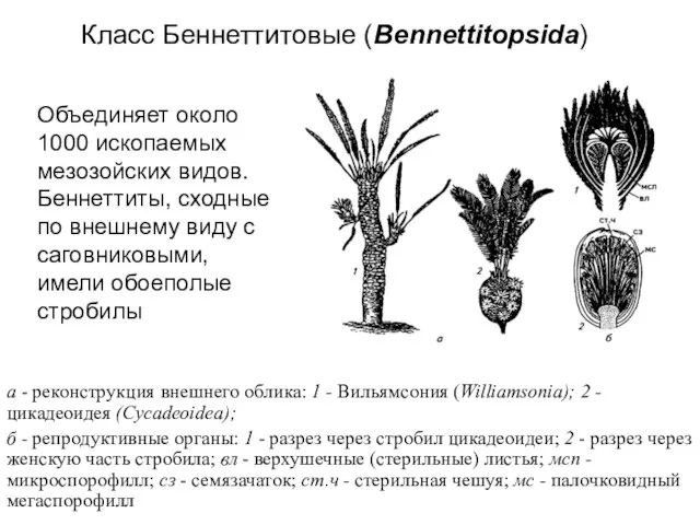 а - реконструкция внешнего облика: 1 - Вильямсония (Williamsonia); 2 -