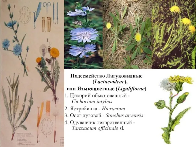 Подсемейство Латуковидные (Lactucoideae), или Языкоцветные (Liguliflorae) 1. Цикорий обыкновенный - Cichorium