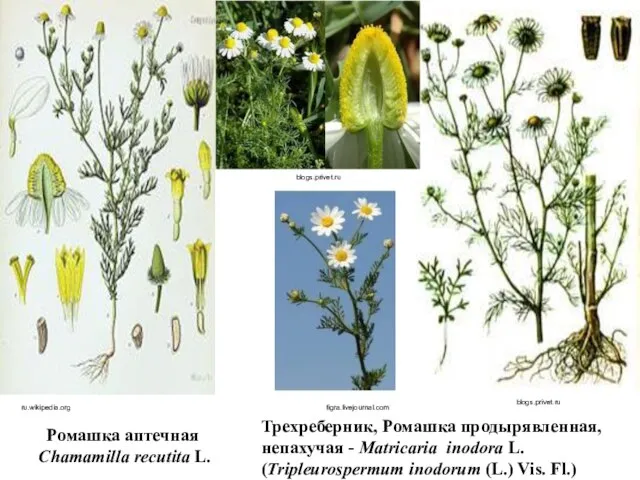 Ромашка аптечная Chamamilla recutita L. ru.wikipedia.org blogs.privet.ru Трехреберник, Ромашка продырявленная, непахучая