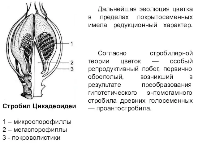 Дальнейшая эволюция цветка в пределах покрытосеменных имела редукционный характер. Согласно стробилярной