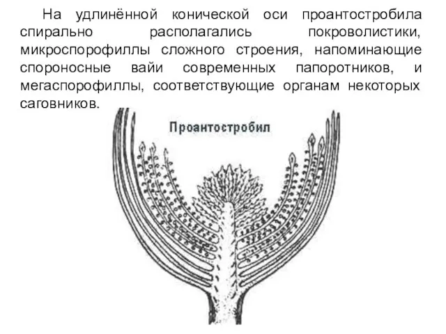 На удлинённой конической оси проантостробила спирально располагались покроволистики, микроспорофиллы сложного строения,