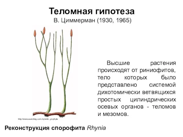 Теломная гипотеза В. Циммерман (1930, 1965) Высшие растения происходят от риниофитов,