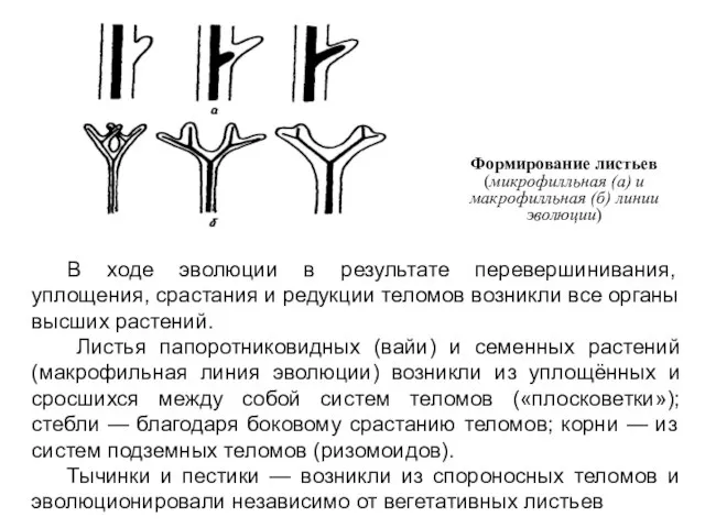 В ходе эволюции в результате перевершинивания, уплощения, срастания и редукции теломов