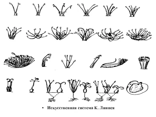 Искусственная система К. Линнея