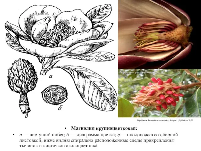 Магнолия крупноцветковая: а — цветущий побег; б — диаграмма цветка; в