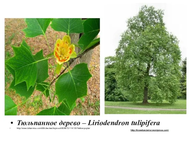 Тюльпанное дерево – Liriodendron tulipifera http://www.britannica.com/EBchecked/topic-art/608672/114133/Yellow-poplar http://trowelanderror.wordpress.com/